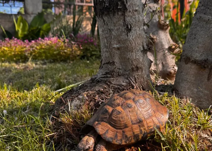 Σπίτι διακοπών Casa Della Tartaruga Valbandon